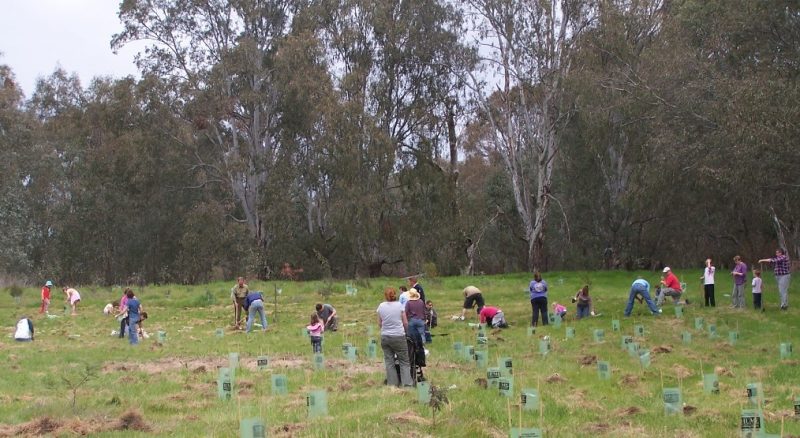 Hume Bank Tree Planting