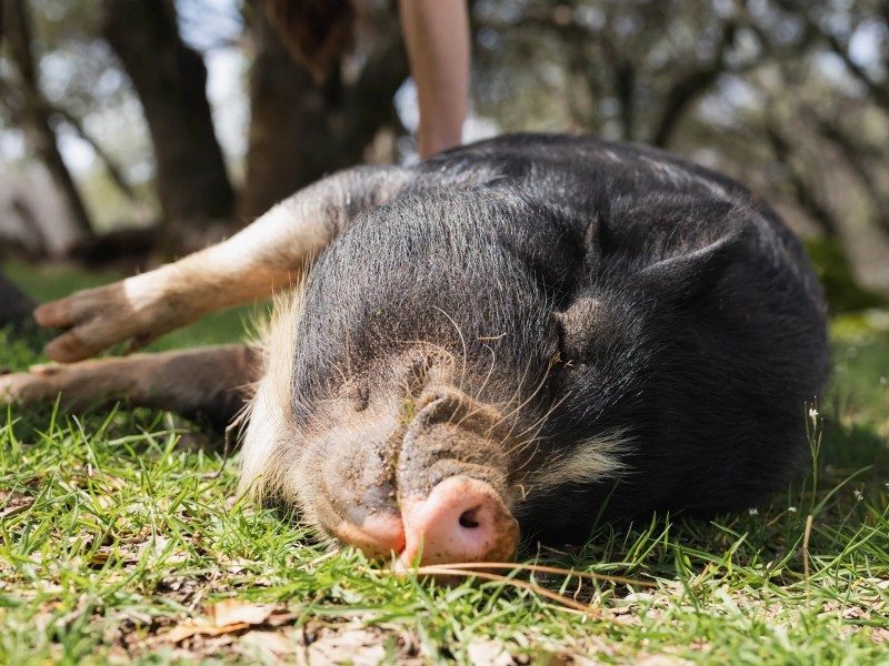 Cape Animal Protection Shelter Inc