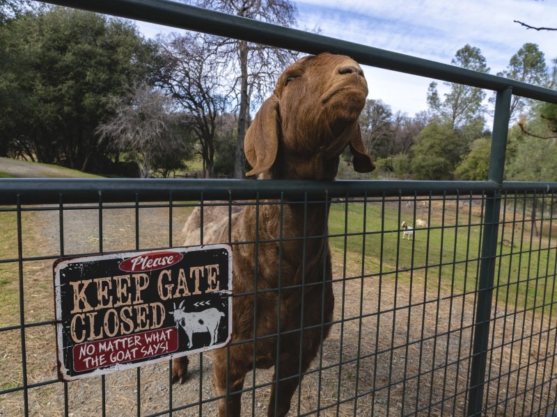 Cape Animal Protection Shelter Inc