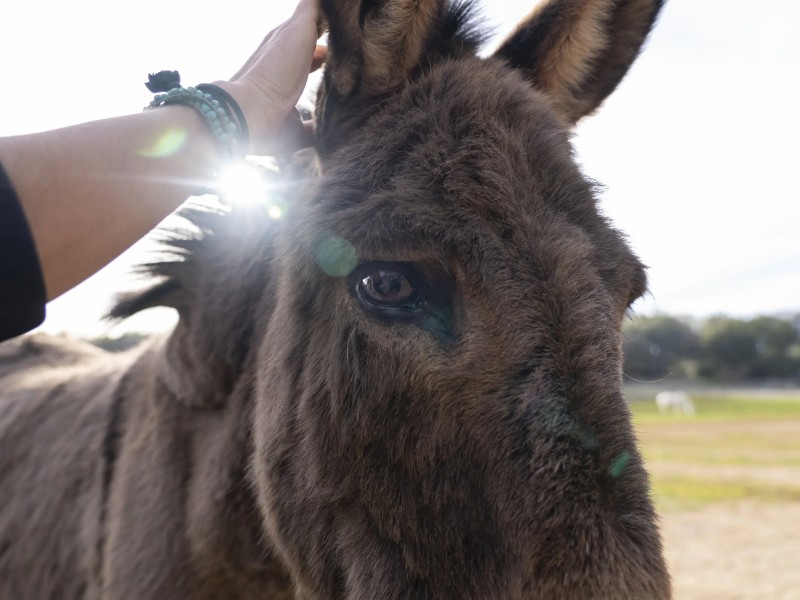 Cape Animal Protection Shelter Inc