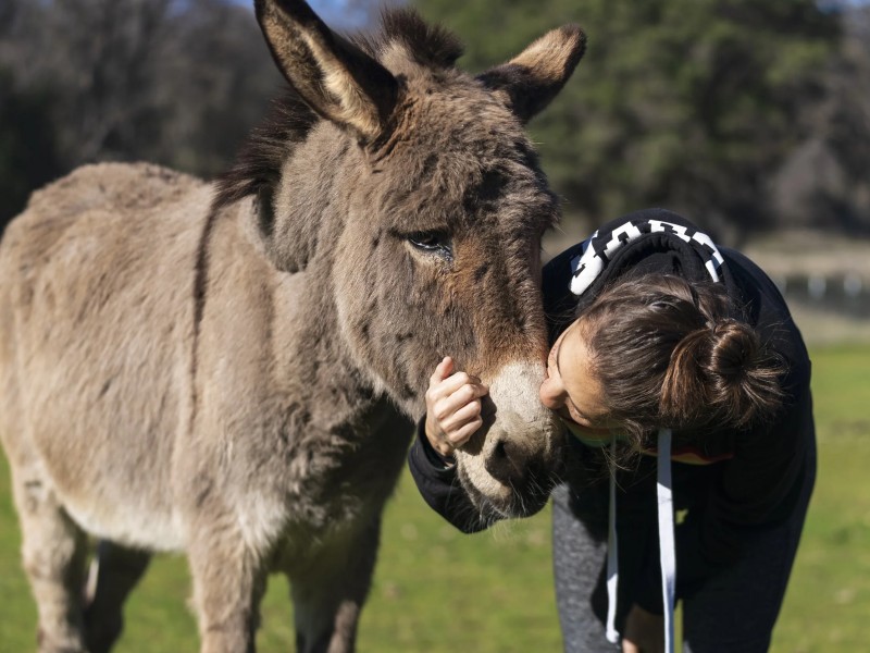 Cape Animal Protection Shelter Inc