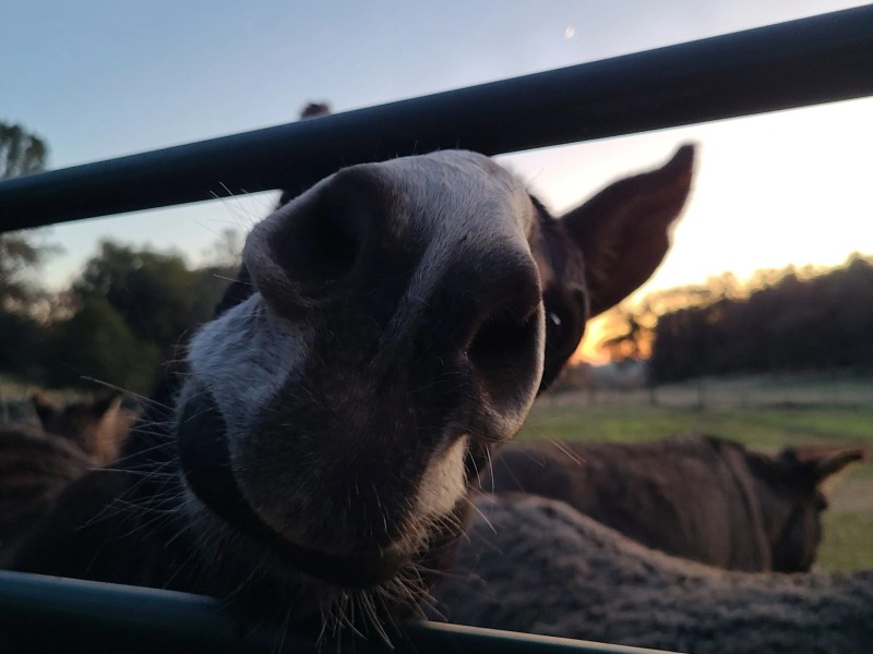 Cape Animal Protection Shelter Inc