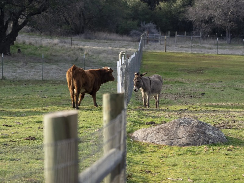 Cape Animal Protection Shelter Inc