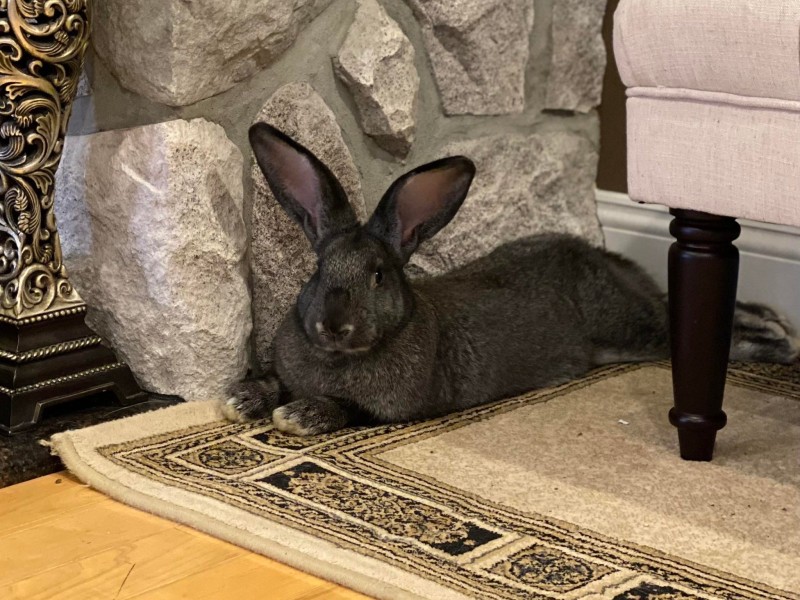 Romeo’s Rabbit Rescue Incorporated