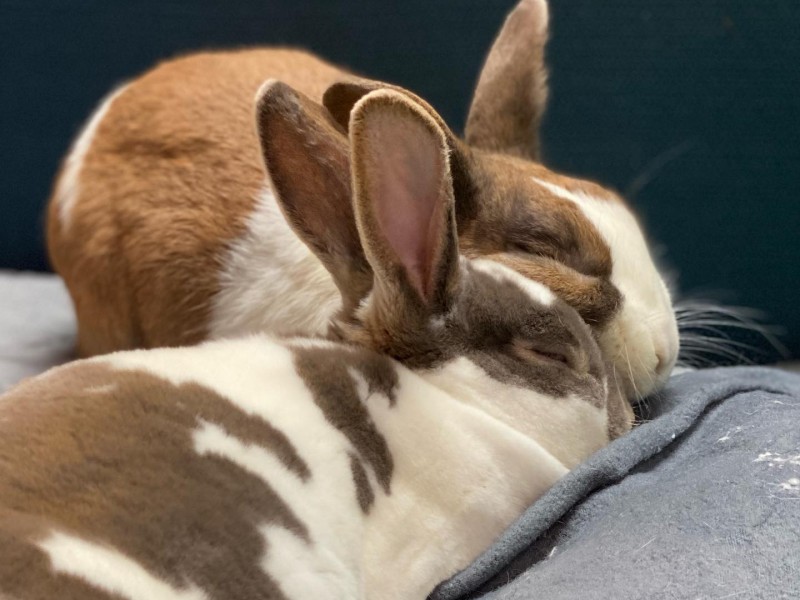 Romeo’s Rabbit Rescue Incorporated