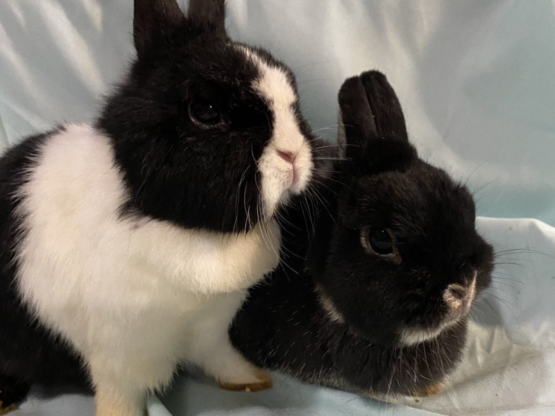 Romeo’s Rabbit Rescue Incorporated