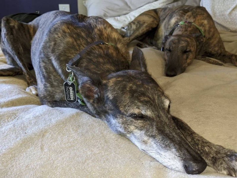 The Coalition for the Protection of Greyhounds Incorporated