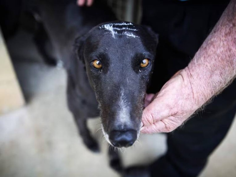 The Coalition for the Protection of Greyhounds Incorporated