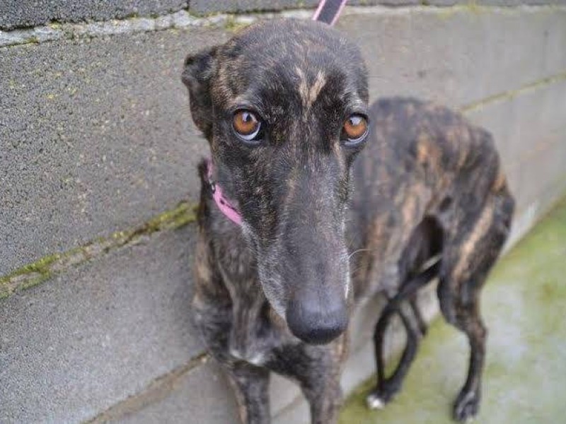 The Coalition for the Protection of Greyhounds Incorporated