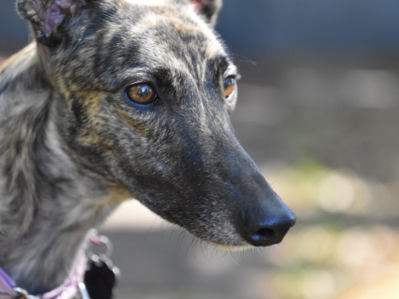 The Coalition for the Protection of Greyhounds Incorporated