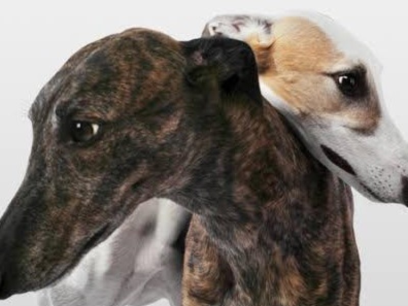 The Coalition for the Protection of Greyhounds Incorporated