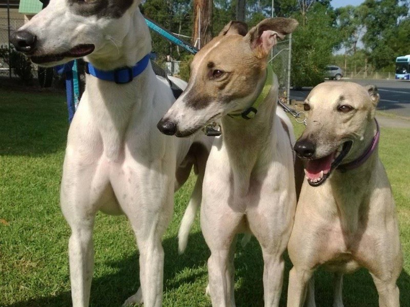 We are looking for volunteers