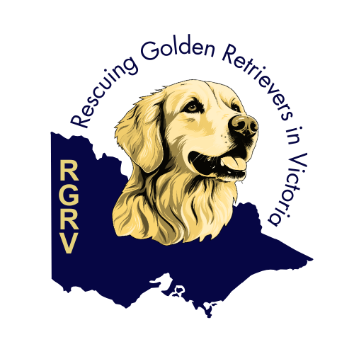 Rescuing Golden Retrievers In Victoria Incorporated logo